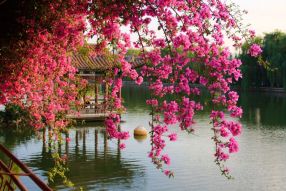 Фотообои сакура цветущая