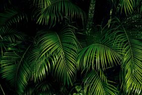 Фреска тропический лес