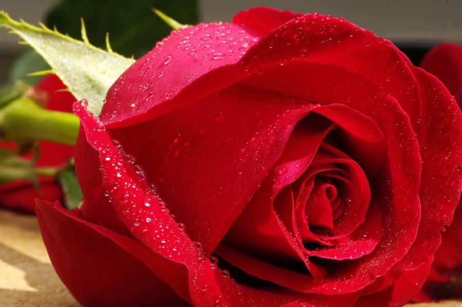 Картина на холсте Большая красная роза, арт hd0551701