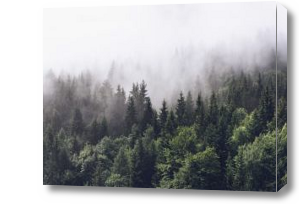 Картина лес в тумане